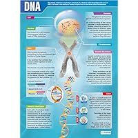 Daydream Education DNA Science Poster - Gloss Paper - LARGE FORMAT 33” x 23.5