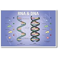 PosterEnvy DNA RNA Biology Chart - NEW Classroom Biology POSTER