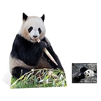Fan Pack - Giant Panda Bear with Bamboo Cardboard Cutout/Standup/Standee - Includes 8x10 Star Photo