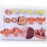 Human Fertilization and Early Embryonic Development Process Demonstration Study Model, Family Planning Gynecological Teaching Display Specimens