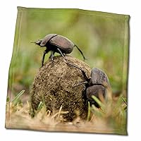 3dRose Tanzania, Serengeti, Dung Beetle Insects - AF45 JMC0017 - Joe and... - Towels (twl-132109-3)