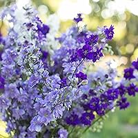 100+ Larkspur Wildflowers Seeds for Planting - Non GMO & Heirloom Consolida ajacis Seeds Deer Resistant