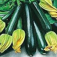 Black Beauty Zucchini Squash Seeds (50 Seed Packet)(Non GMO Organic Vegetable Fruit Garden Seeds) Non-Hybrid, by Home Decorium