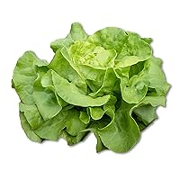 Heirloom Butterhead Lettuce Seeds, Lactuca Sativa - 1.2g, 1125+ Seeds, Non-GMO Seeds for Bountiful Harvests!