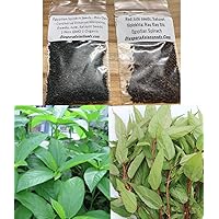 Set of 7,000 Red & Green Jute Seeds; Molokhia; Rau Đay Đỏ; Egyptian Spinach 3,5000 Seeds per Bag in Individual Bags red and Green rau Day xanh va rau Day do