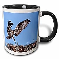 3dRose Florida, Sanibel Island, Osprey birds nest - US10 CSL0164 - Charles... - Mugs (mug_89070_4)