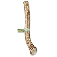Prairie Dog Antlers | North American Whole Deer Antler | MEGA | Naturally Shed | Hand Harvested | Nutrient Rich | 10.5-11.5 inches long