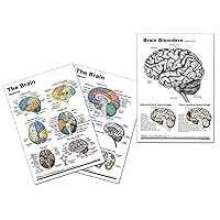 Brain Chart, and Brain Disorders Chart Neurology, Blue Tree Publishing