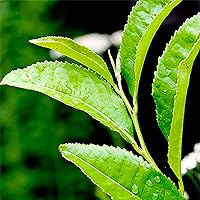 QAUZUY GARDEN 5 Premium Tea Tree Shrub Plant (Camellia Sinensis) Seeds for Planting | Organic Non-GMO Heirloom Seeds to Plant Home Garden Outdoor