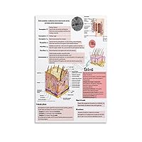 Dermatology Clinic Poster Guidelines for Skin Structure And Function Reference Posters Canvas Painting Posters And Prints Wall Art Pictures for Living Room Bedroom Decor 16x24inch(40x60cm) Unframe-st