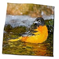 3dRose Baltimore Oriole Male Bathing, Marion, Illinois, USA. - Towels (twl-207198-3)