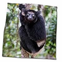 3dRose Madagascar, Akaninny Nofy Reserve. Blacker Variation of The Indri. - Towels (twl-329306-3)