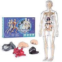 1/12 Scale Male Action Figure,6inch Pocket Series Drawman Flexible Action  Figure Body Collection (A)