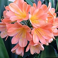 CHUXAY GARDEN Pink Clivia Miniata-Natal Lily,Bush Lily,Kaffir Lily 100 Seeds for Planting Showy Funnel-Shaped Flowers Showy Accent Plant Easy to Grow & Maintain