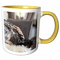 3dRose Photo of a sleepy Blue Tick Coonhound covering her eyes with her paws. - Mugs (mug-384809-13)