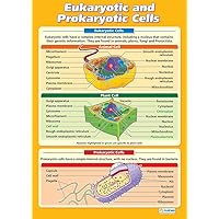 Daydream Education Eukaryotic and Prokaryotic Cells Science Poster - Gloss Paper - LARGE FORMAT 33” x 23.5