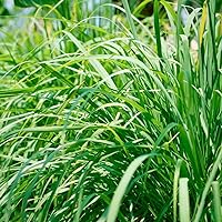 1000+ Lemon Grass Seed for Planting - Non-GMO Heirloom Packet with Instructions for Planting and Growing an Herb Garden - Indoor or Outdoors