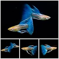 D&A Tropical Live Fish - ABINO Blue Topaz Ribbons Guppy Live Fish for Aquariums, Live Fish Freshwater (1 Breeding Pair (1Male,1Female))