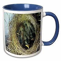 3dRose TDSwhite – Miscellaneous Photography - Baby Birds Robins Nest - Mugs (mug_285253_6)
