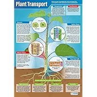 Daydream Education Plant Transport Poster - Laminated - LARGE FORMAT 33” x 23.5” - STEM Classroom Decoration - Bulletin Banner Charts