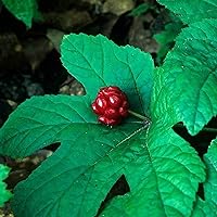 CHUXAY GARDEN Goldenseal-Hydrastis Canadensis,Orangeroot,Yellow Puccoon 5 Seeds Ranunculaceae Perennial Herb Yellow Dye Knotted Rootstock Rare Planting