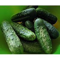 100+ Cucumber Seeds- Boston Pickling Heirloom