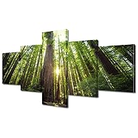 Looking up in the Redwood Forest Humboldt Redwoods State Park Pictures Wall Art Wall Decor Natural Landscape Posters 5 Panel Canvas Artwork Wooden Frame Ready to Hang (50