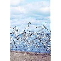 Seagulls Notebook: 150 lined pages, softcover, 6