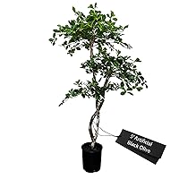 Hand-Made 5' Black Olive Leaf Artificial Tree with Ethically Sourced Real Wood Trunks | Green