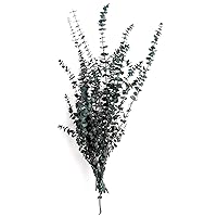SuperMoss (15200 Dried Flowers - Eucalyptus, Green, 3.5oz