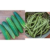Straight Eight Slicing Cucumber 200 Seeds and Blue Lake 274 Bush Bean 2 oz Seeds Vegetable Garden Bundle