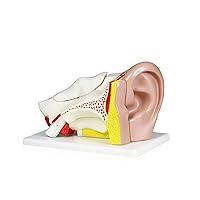 Vision Scientific VAE402-AN 4X Ear Model- 5 Parts | Shows External, Middle and Inner Ear