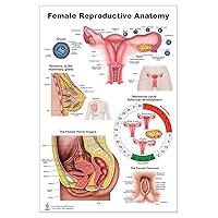 Blue Tree Publishing Female Reproductive Anatomy Poster