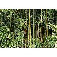 YongFoto Green Bamboo Backdrop 15x10ft Bamboo Forest Nature Scenery Photography Background Birthday Wedding Party Banner Living Room Sofa TV Wall Decorations Photoshoot Wallpaper Studio Booth Props