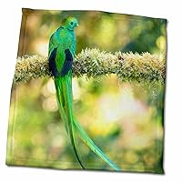 3dRose DanitaDelimont - Costa Rica - Resplendent Quetzal, Costa Rica 3. - Towels (twl-380585-3)