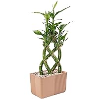 Costa Farms Lucky Bamboo Plant, Easy to Grow Live Houseplant in Indoor Bamboo Pot, Potting Mix, Grower's Choice, Birthday Gift, Home, Office, Plant Shelf Zen Room Decor, 12-Inches Tall