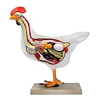 Chicken Hen Anatomy Model, 6 Parts - Life Size Cross Section - Hand Painted - Designed by Veterinary Professionals - Eisco Labs