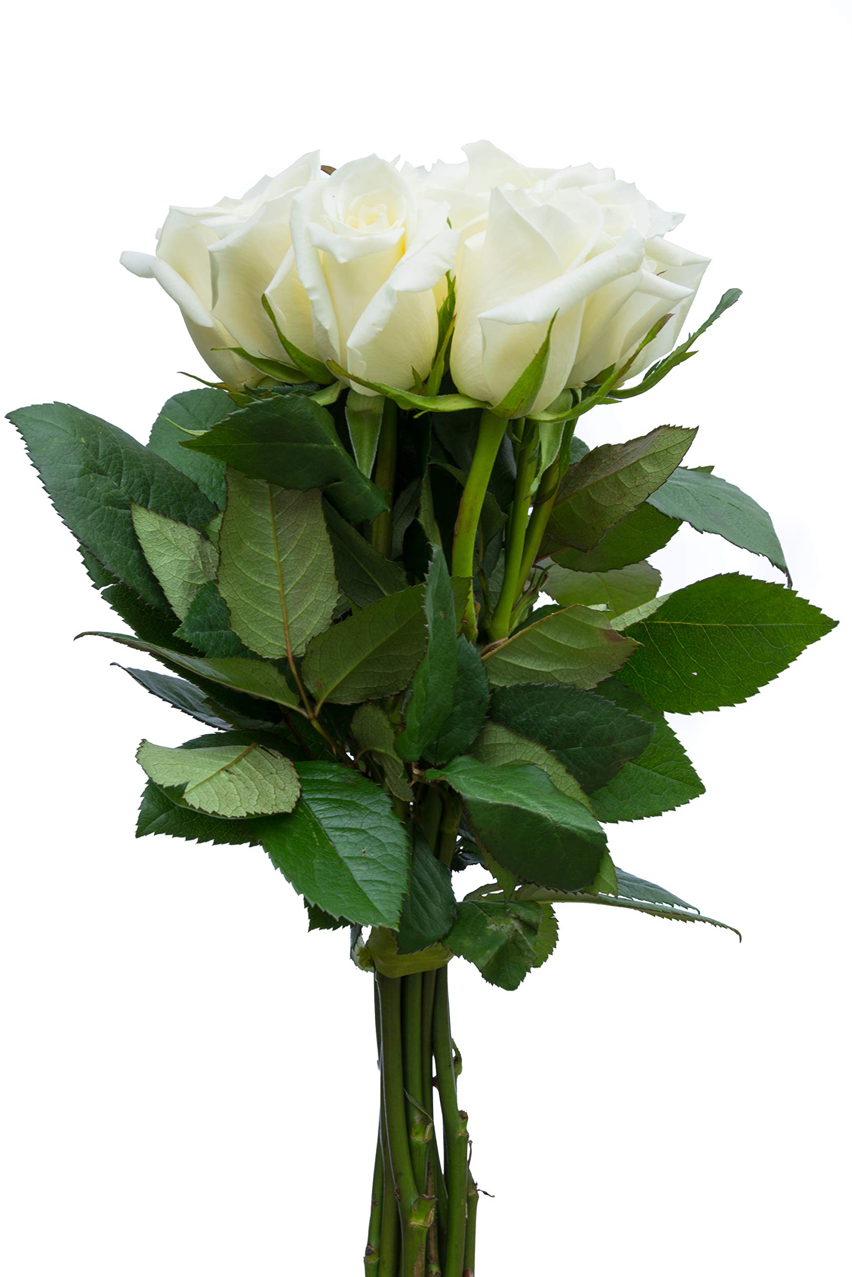 36 Stems - Fresh Cut White Rose Bouquet from Flower Explosion