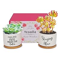 Funny Succulent Plant Pot, 3.15 Inch Cute Ceramic Planter Set | Unique Gifts for Female Colleague | Birthday Gifts for Sister or Friends | Office/Home Decor(Plants Not Included) (Stay)