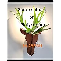 Spore culture of Platycerium in JAPAN