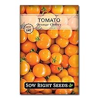 Sow Right Seeds - Orange Cherry Tomato Seeds for Planting - Non-GMO Heirloom Packet with Instructions to Plant & Grow an Outdoor Home Vegetable Garden - High Yield Salad Tomato - Great Gift (1)