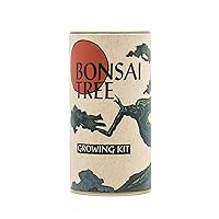 Bonsai Tree | Japanese Black Pine | Seed Grow Kit | The Jonsteen Company