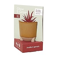 Modern Sprout Glow & Grow Desert Oasis and Candle Grow Kit - Aloe Seed Starter Grow Kit, Scented Soy Candle