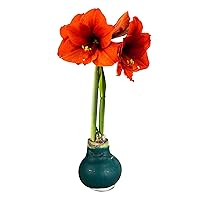 Waxed Amaryllis Bulb - Green - Easy Care, No Watering Needed - Beautiful Live Décor