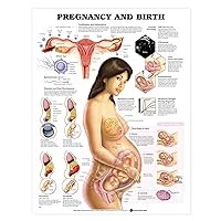 Pregnancy and Birth Chart Pregnancy and Birth Chart Wall Chart