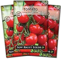 Sow Right Seeds - Large Red Cherry Tomato Seeds for Planting - Non-GMO Heirloom Packet with Instructions to Plant a Home Vegetable Garden - Tasty Snacking Variety, Start Indoors - Indeterminate (3)