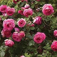 Pretty in Pink Eden Climbing Rose Plant Live Ready to Plant - Reblooming Fragrant Pink Flowers Hardy Climber, Own Root 1.5 Gallon Potted Easy to Grow