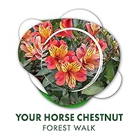 Your Horse Chestnut Forest Walk Your Horse Chestnut Forest Walk MP3 Music