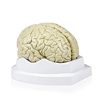 Products B10401-3 Human Brain Model, Life Size, 3 Parts, 6 x 5 x 7.5 Inches