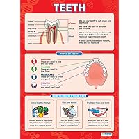 Daydream Education Healthy Teeth Poster - Gloss Paper - LARGE FORMAT 33